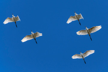 White bird & Blue sky
