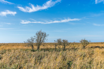 Reeds on the shore of the Zalew Szczeciński.