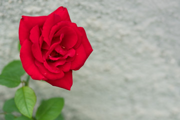close up of a red rose flower with a gray stone wall behind