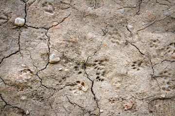 Dry cracked ground texture background
