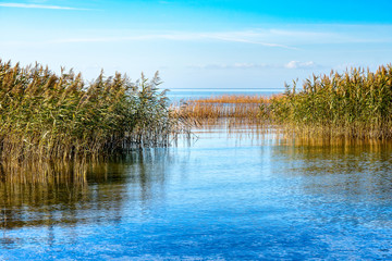 Reeds on the shore of the Zalew Szczeciński.