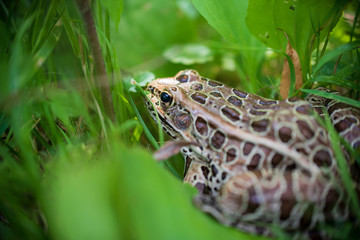 Feeling Froggy