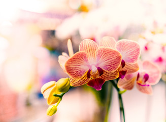 Phalaenopsis yellow red hybrid Orchid flower full bloom with selective focus effect
