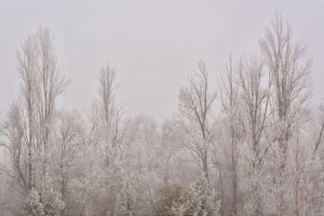Winter; Cold weather and white trees, Soria, Spain