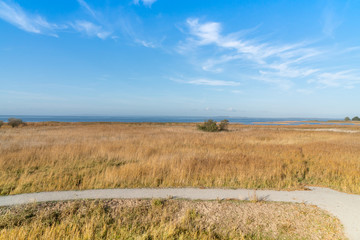 Reeds on the shore of the Zalew Szczeciński.