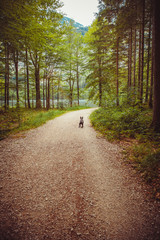 Hund geht gassi im Wald