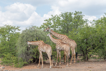 South African Giraffes browsing on a tree