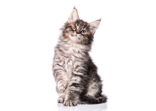 Maine Coon kitten 2 months old. Cat isolated on white background. Portrait of beautiful domestic black tabby kitty.