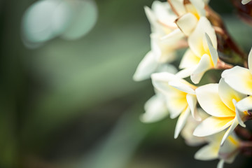 Frangipani flower Plumeria alba . Tropical white flowers with yellow middle