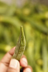 ladyfinger in INDIA is a vegetable is hybrid 