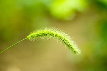 spike of grass close-up on a natural background