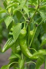 Fototapeta premium Bush with hot green pepper close-up in the garden. Under natural conditions