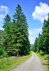 Dirt road  through the summer forest in sunny day.