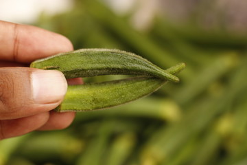 ladyfinger in INDIA is a vegetable is hybrid 