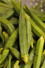 ladyfinger in INDIA is a vegetable is hybrid 