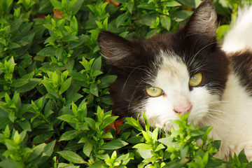 Cat head in green grass close up