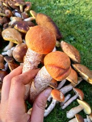 Koźlarz czerwony, Osak, Czerwoniak