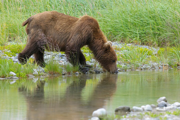 Grizzly Bear (Ursus arctos horribilis) drinking in river with reflection, Katmai national park, USA.