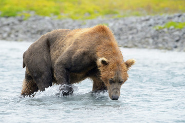 Obraz na płótnie Canvas Grizzly Bear (Ursus arctos horribilis) fishing for salmon in river, Katmai national park, USA.