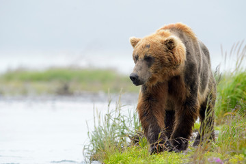 Obraz premium Grizzly Bear (Ursus arctos horribilis) walking along shoreline, Katmai national park, USA.