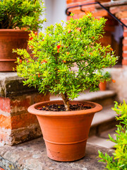 gardens of hanbury hall estate worcestershire england uk