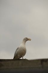 Seagull on top of a roof