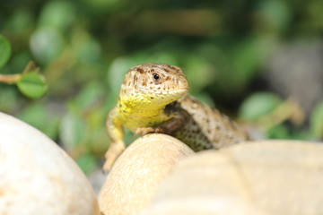Zauneidechse lauert auf einem Stein