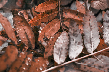 Fallen leaves with rain drops on the ground in autumn forest. Seasonal background in fall tones. Top view, close-up