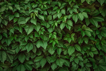 A wall covered with vine green leaves. Natural background from climbing plant. Vertical gardening