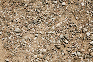 Sandy and rocky forest ground texture.