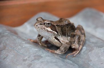 marsh frog sitting. side view on a light background. frog with patterns ipyatnykami on the back and legs