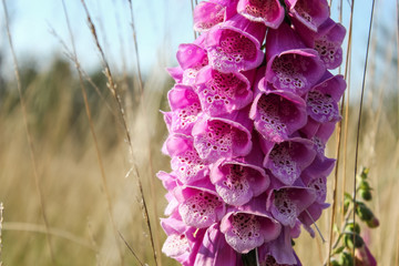 Purple foxglove blooming with grass in the background