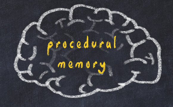 Drawind of human brain on chalkboard with inscription procedural memory