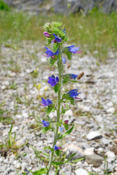 Gew&ouml;hnlicher Natternkopf / Blauer Natternkopf (Echium vulgare subsp. pustulatum) - viper's bugloss / blueweed, Greece