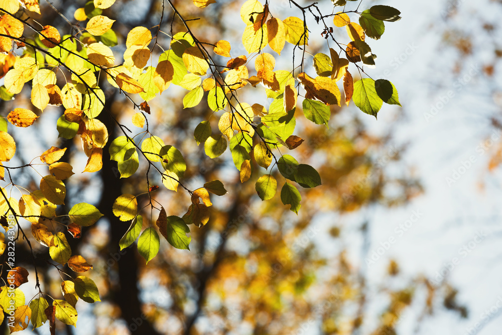Poster Fall backdrop. Branches of trees with autumn leaves