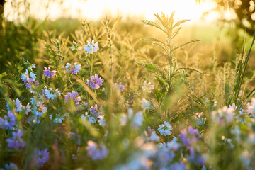 FLOWERING LILAC FIELD FLOWERS IN A FIELD AT SUNSET
