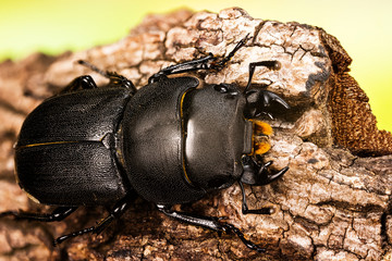 Close-up macro shot male of Lesser Stag Beetle is species of Stag Beetle. His Latin name is Dorcus parallelipipedus.