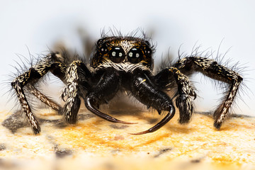 close-up macro shot of Jumping Spider, Zebra Back Spider, Spider, Salticus scenicus, Salticidae - MALE