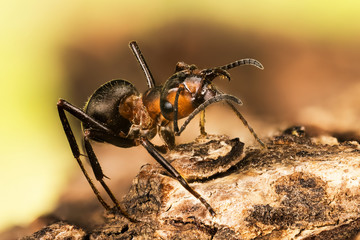 close-up macro shot of Wood ant, Ant, Ants, Formica rufa