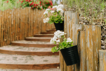 Fototapeta na wymiar Stairs and Flower Pots Hanging on Wooden Fence. Vintage Rustic House Entrance. Variuos Blooming Potted Plants by Doorstep. Old Staircase Leading to Garden or Patio. Flowerpot Selective Focus