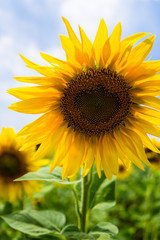 Yellow summertime sun flowers and petals closeup