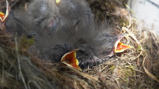 Fragile newborn birds opening beaks and looking on camera in the nest