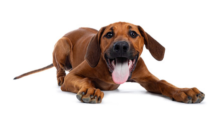 Pretty Rhodesian Ridgeback pup laying down / playing. Looking at lens with brown eyes. Isolated on...