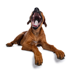 Obraz premium Pretty Rhodesian Ridgeback pup laying down. Yawning with mouth fully open showing tongue and teeth. Isolated on white background. Paws over edge.