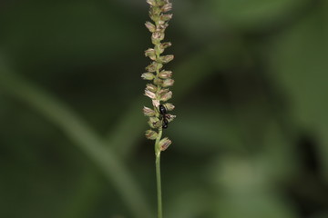 Natural wallpaper green leaf part of plant in rajasthan INDIA . 