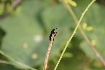 a beetles portrait in INDIA . beetles are a group of insect that from order Coleoptera 