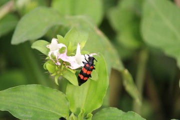 a beetles portrait in INDIA . beetles are a group of insect that from order Coleoptera 