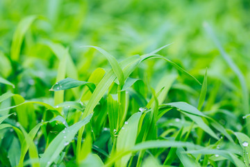 Outdoor green grass and water droplets macro close-up