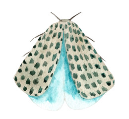 Watercolor night moth isolated on white background. Moths vintage illustration. Night butterfly.