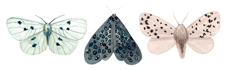 Watercolor night moth isolated on white background. Moths vintage illustration. Night butterfly.